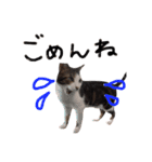 ちーまーきー（個別スタンプ：13）