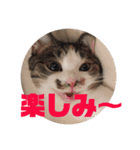 YOUの8にゃんず(=^x^=)⑤（個別スタンプ：13）