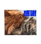 YOUの8にゃんず(=^x^=)⑤（個別スタンプ：14）