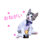 AKKスタンプ♪（個別スタンプ：1）