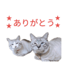 AKKスタンプ♪（個別スタンプ：2）
