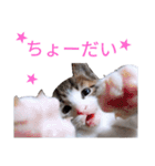 AKKスタンプ♪（個別スタンプ：4）