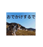 AKKスタンプ♪（個別スタンプ：16）