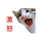 AKKスタンプ♪（個別スタンプ：23）