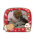 シーズー ぽんまるちゃん  ⑦（個別スタンプ：5）