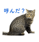 ちいきねこ2（個別スタンプ：1）