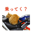 ちいきねこ2（個別スタンプ：2）