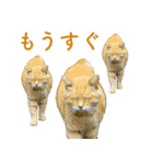 ちいきねこ2（個別スタンプ：3）