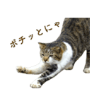 ちいきねこ2（個別スタンプ：5）