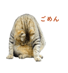 ちいきねこ2（個別スタンプ：6）