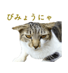 ちいきねこ2（個別スタンプ：7）
