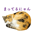 ちいきねこ2（個別スタンプ：8）