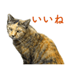 ちいきねこ2（個別スタンプ：9）