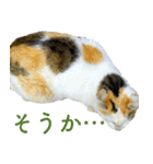ちいきねこ2（個別スタンプ：10）