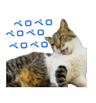 ちいきねこ2（個別スタンプ：13）
