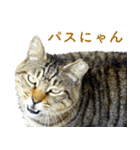 ちいきねこ2（個別スタンプ：14）