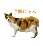 ちいきねこ2（個別スタンプ：15）