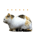 ちいきねこ2（個別スタンプ：17）