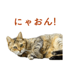 ちいきねこ2（個別スタンプ：18）