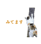 ちいきねこ2（個別スタンプ：19）