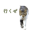 ちいきねこ2（個別スタンプ：20）
