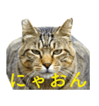 ちいきねこ2（個別スタンプ：21）