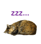 ちいきねこ2（個別スタンプ：22）