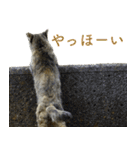 ちいきねこ2（個別スタンプ：23）