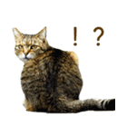 ちいきねこ2（個別スタンプ：24）