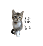ぴぴち（個別スタンプ：1）