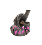 蘭ちゃんのコレクション（個別スタンプ：17）