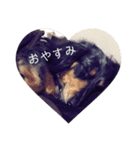 ダックス♡（個別スタンプ：16）