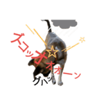 リイ9☆気の毒な犬（個別スタンプ：1）