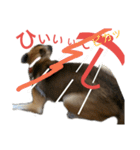 リイ9☆気の毒な犬（個別スタンプ：2）