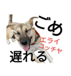 リイ9☆気の毒な犬（個別スタンプ：11）
