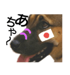 リイ9☆気の毒な犬（個別スタンプ：13）