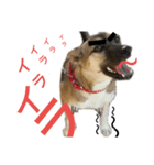 リイ9☆気の毒な犬（個別スタンプ：15）