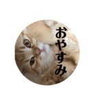 tomomiosawa（個別スタンプ：7）