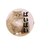 tomomiosawa（個別スタンプ：9）