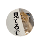 tomomiosawa（個別スタンプ：11）