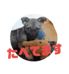 犬なのにウルフ（個別スタンプ：1）