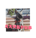 犬なのにウルフ（個別スタンプ：3）