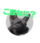 犬なのにウルフ（個別スタンプ：4）