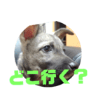 犬なのにウルフ（個別スタンプ：5）