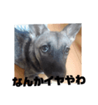 犬なのにウルフ（個別スタンプ：6）