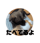 犬なのにウルフ（個別スタンプ：7）