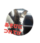犬なのにウルフ（個別スタンプ：8）