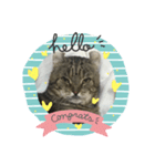 癒しねこちゃんのひと言（個別スタンプ：1）