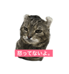 癒しねこちゃんのひと言（個別スタンプ：2）