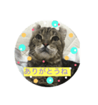 癒しねこちゃんのひと言（個別スタンプ：3）